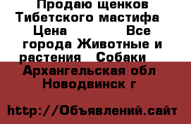 Продаю щенков Тибетского мастифа › Цена ­ 45 000 - Все города Животные и растения » Собаки   . Архангельская обл.,Новодвинск г.